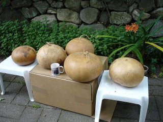 Gourds